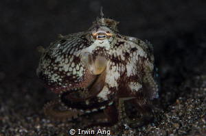 I N V E R T E B R A T E
Octopus (Octopoda)
Anilao, Phil... by Irwin Ang 